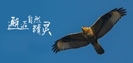 兴发xf(中国区)游戏有限公司