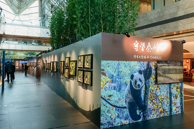 “守望秦岭——野生大熊猫和它的伴侣们”大型公益摄影展